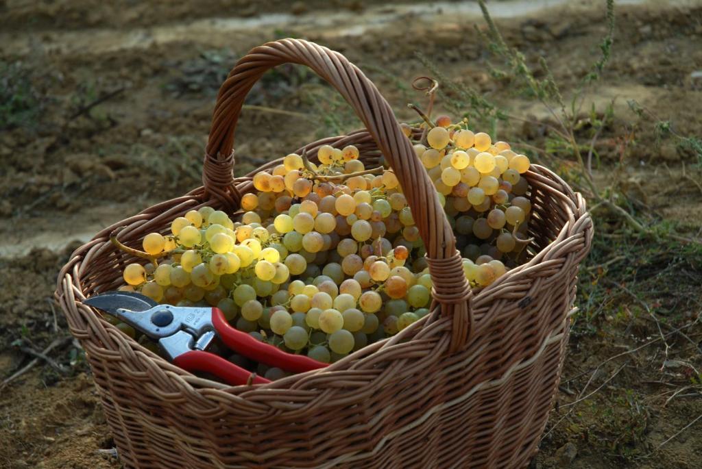 B&B Il Poggio Di ガーヴィ エクステリア 写真